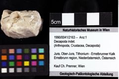 Foto (Objket + Etiketten) von Decapoda indet. 